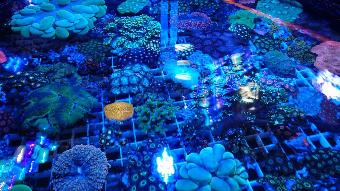 аквариум на reef crystals