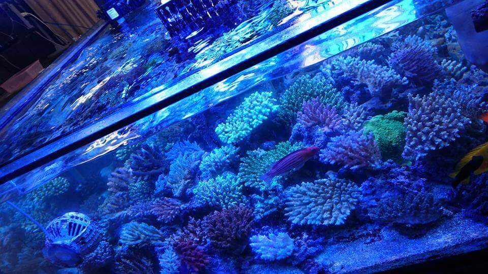 аквариум на риф кристалс