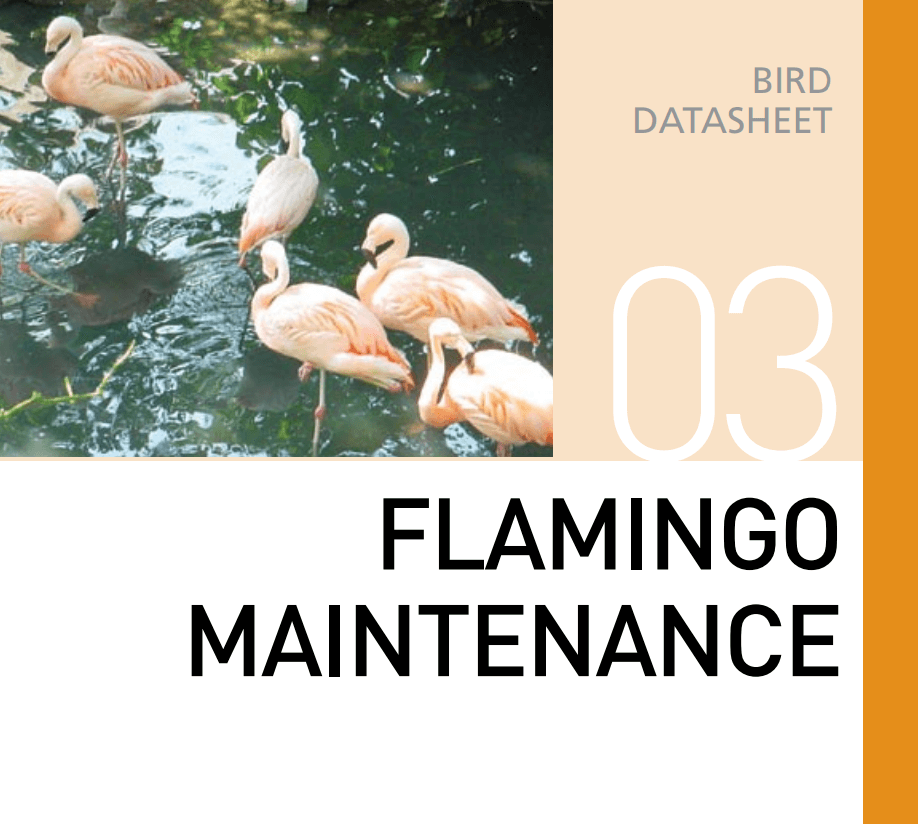 Корм для содержания фламинго Flamingo Maintenance
