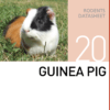 Корм для морских свинок Guinea Pig Mazuri Zoo Foods