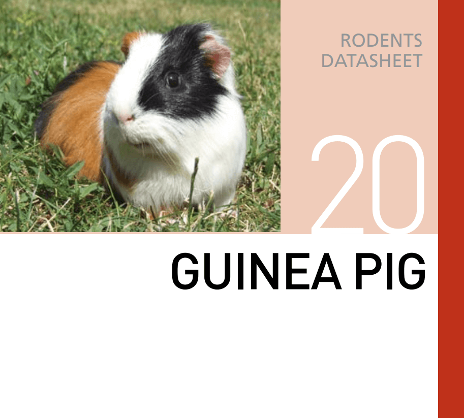 Корм для морских свинок Guinea Pig