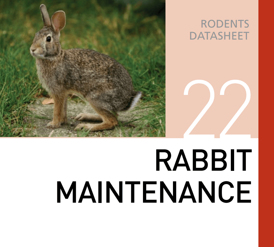 Корм для содержания кроликов Rabbit Maintenance