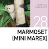Корм для небольших приматов Marmoset Mini Marex Mazuri Zoo Foods