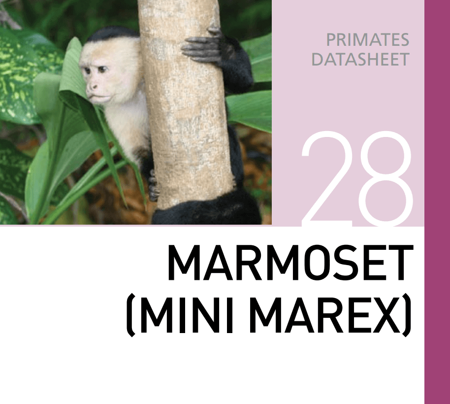 Корм для небольших приматов Marmoset Mini Marex Mazuri Zoo Foods