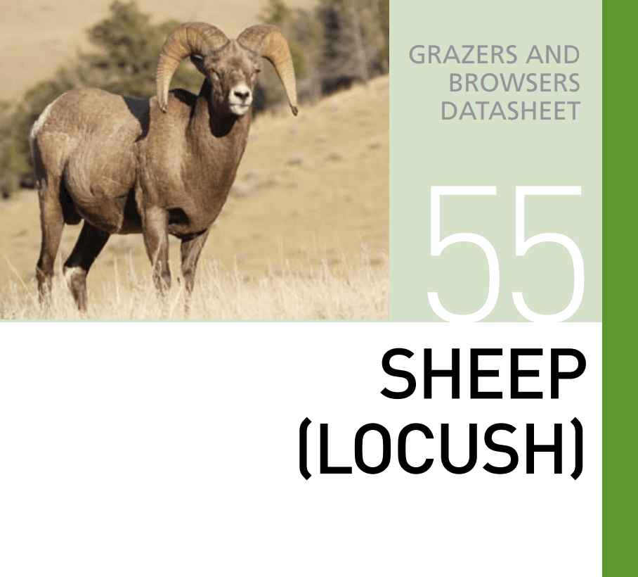 Корм для овец коз и баранов Sheep (Locush)