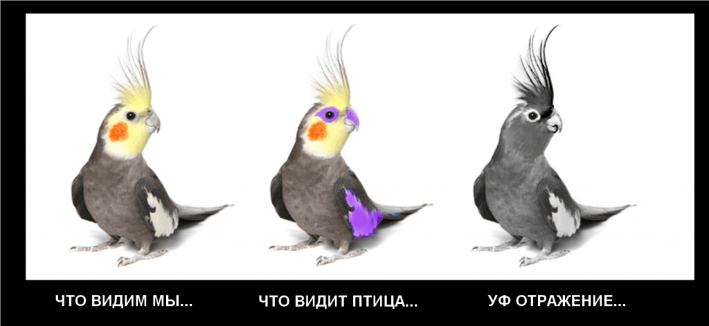 Тетрахроматия у попугаев