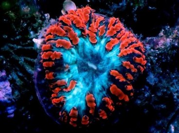 Кораллы теряют цвет