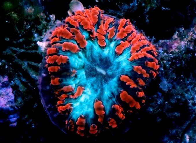 Кораллы из мастики МК