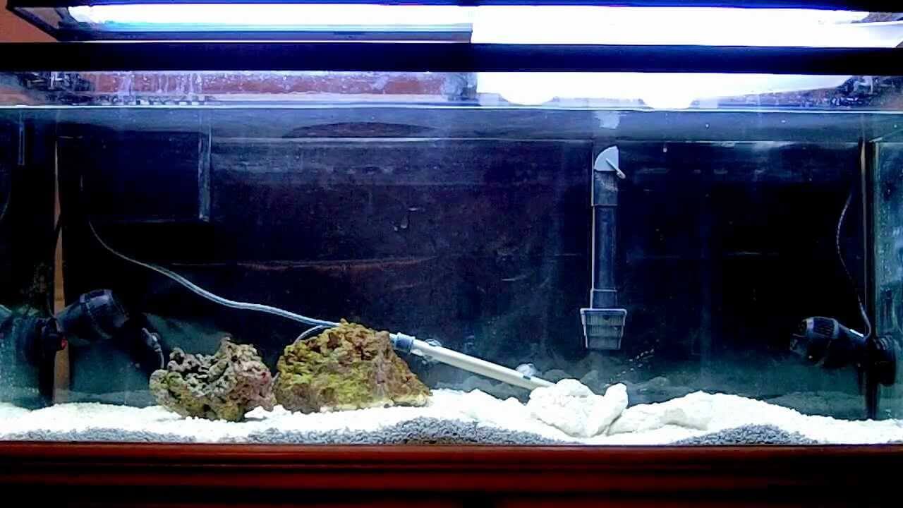 Как запустить аквариум в первый раз с нуля - подготовка для начинающих