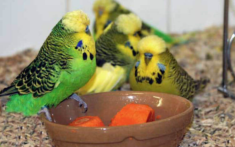Рацион для волнистого попугая в домашних условиях