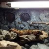 minit5-uvb-kit-leopard-gecko
