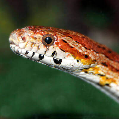 shadedweller-species-corn-snake-2034552_1920
