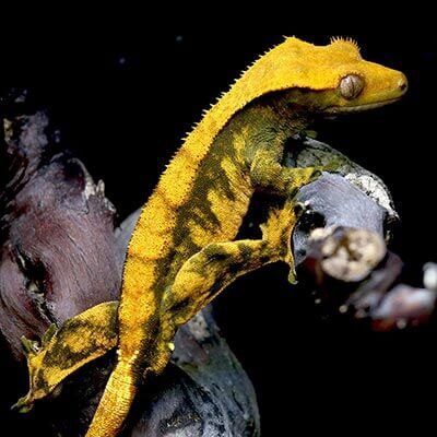 shadedweller-species-crested-gecko