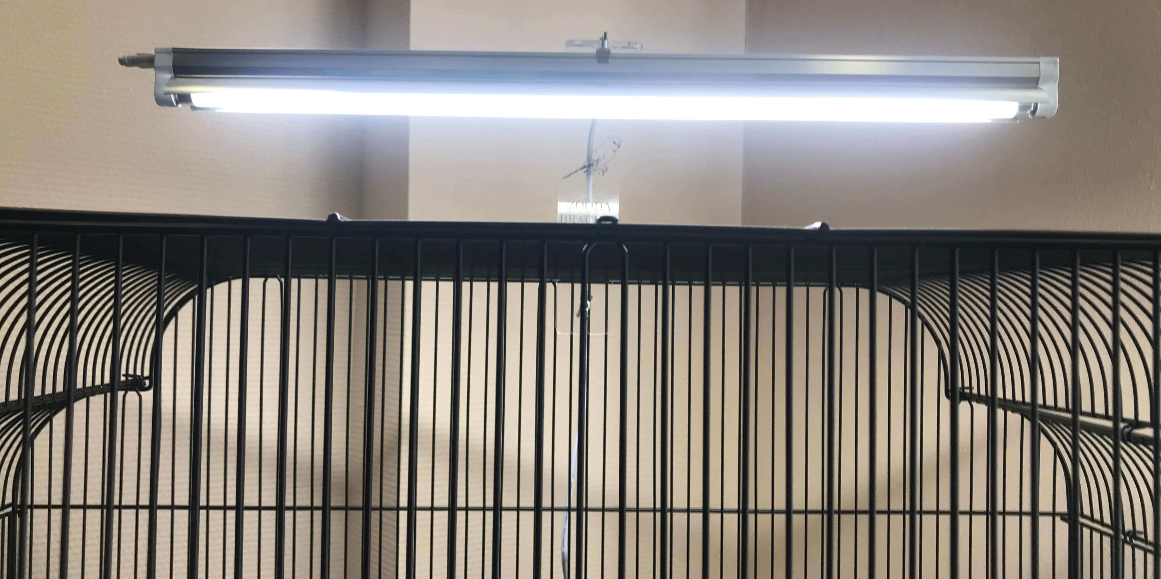 zooda-bird